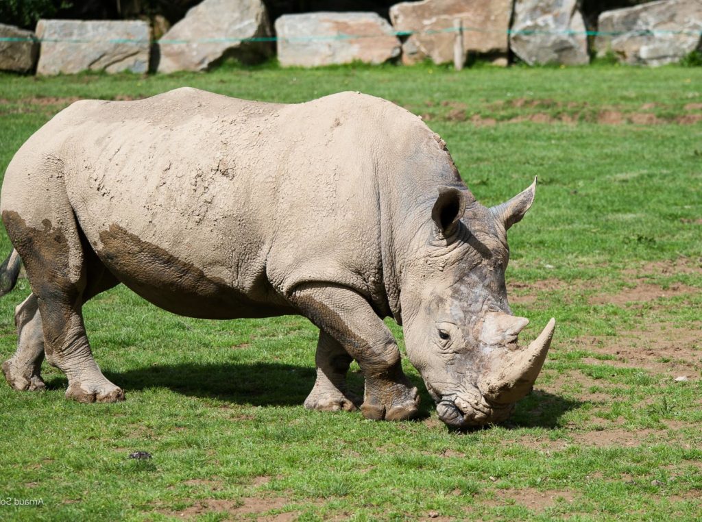 rhino
